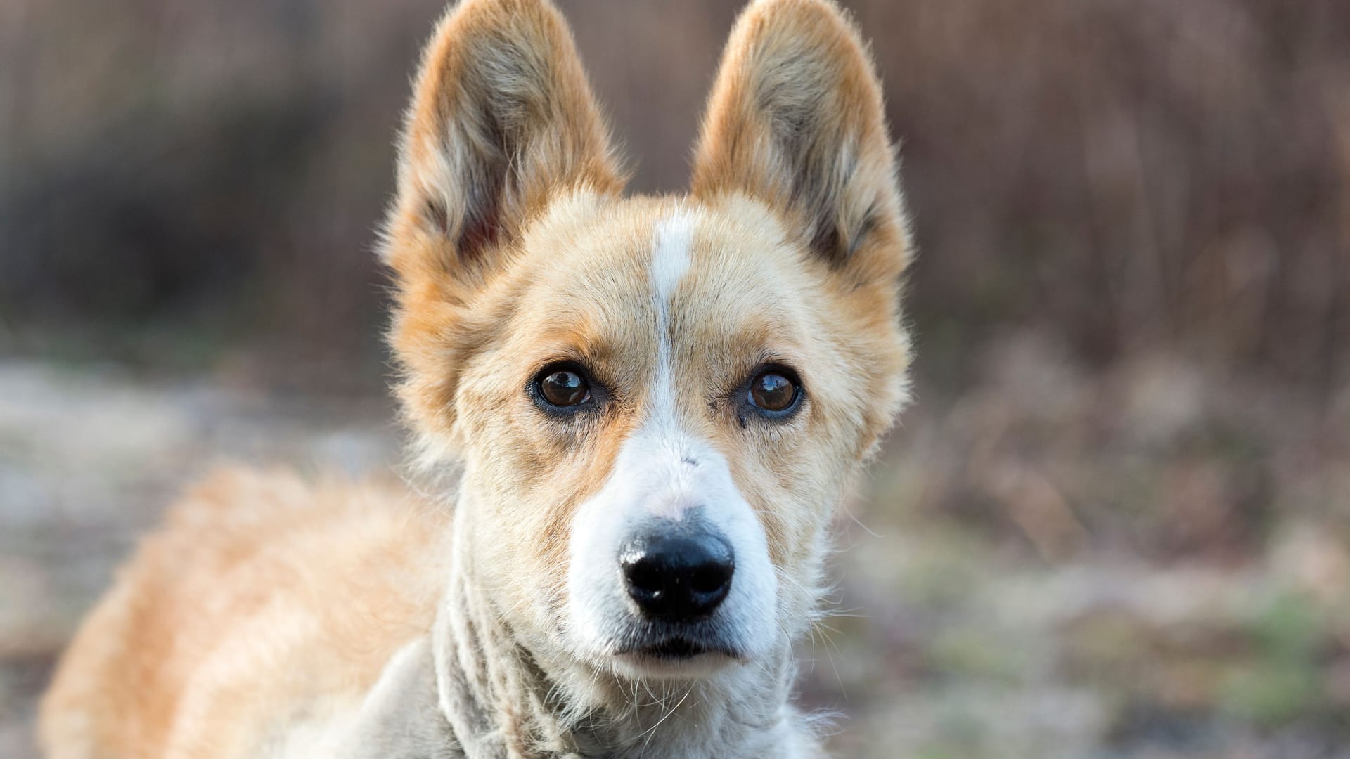 Ein Corgimix (Symbolbild): In Hannover sucht Corgi-Mix-Dame Lilly ein neues Zuhause.