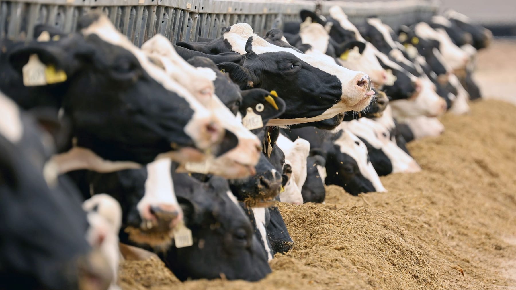 Milchkonsum der Deutschen sinkt: Vegane Alternativen werden immer beliebter