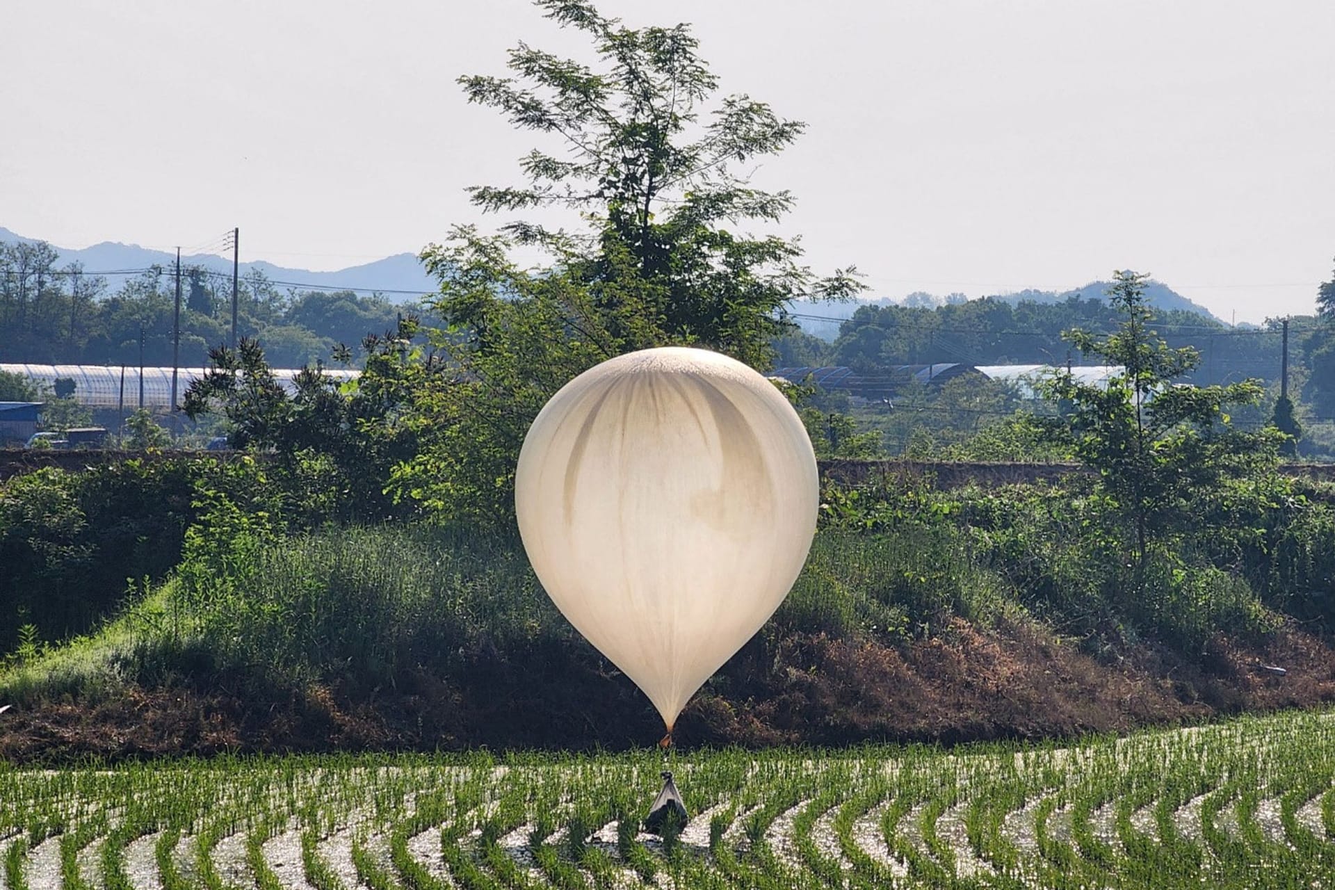 Ein offenbar aus Nordkorea stammender Ballon in einem Reisfeld in Südkorea: Müll aus der Luft.