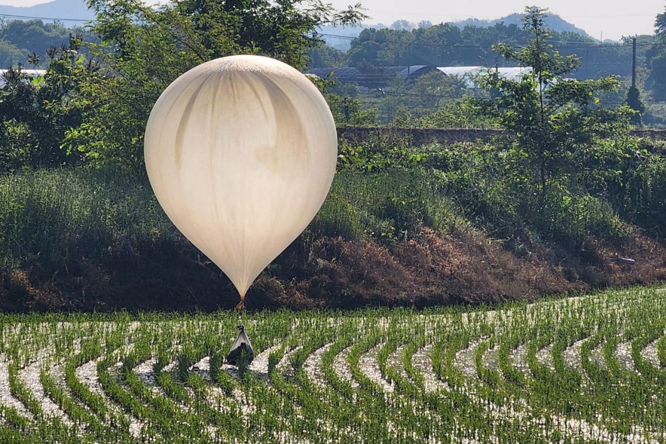 Ein offenbar aus Nordkorea stammender Ballon in einem Reisfeld in Südkorea: Müll aus der Luft.