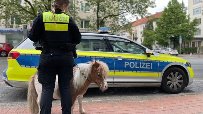"John Boy" mit einer Beamtin vorm Streifenwagen: Das Pony hat einen Polizeieinsatz ausgelöst. "John Boy" mit einer Beamtin vorm Streifenwagen: Das Pony hat einen Polizeieinsatz ausgelöst.