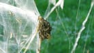 Gespinstmotten in Groß-Borstel: Vor ihren Fressfeinden verstecken sich die Motten mit ihren Netzen.