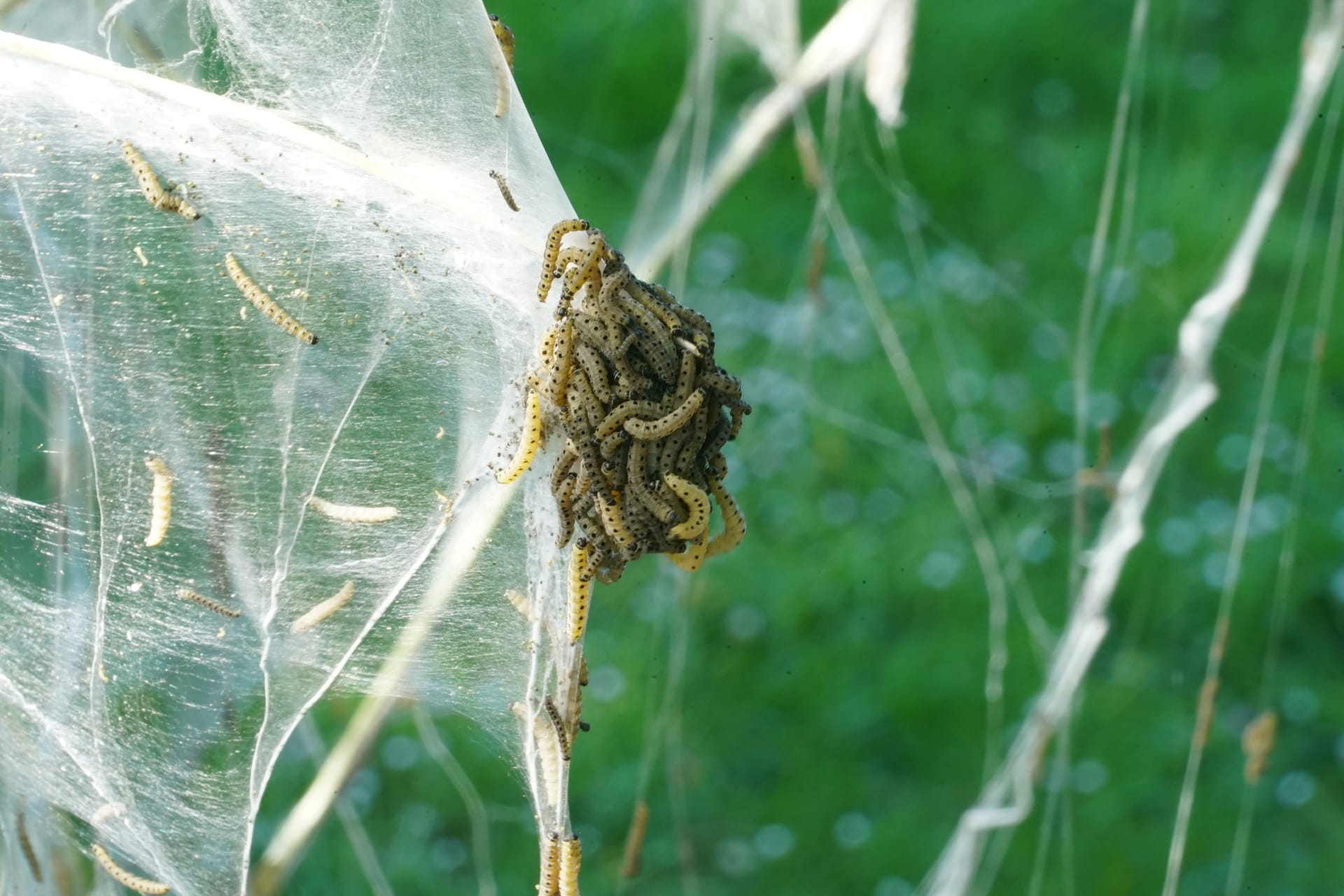 Gespinstmotten in Groß-Borstel: Vor ihren Fressfeinden verstecken sich die Motten mit ihren Netzen.
