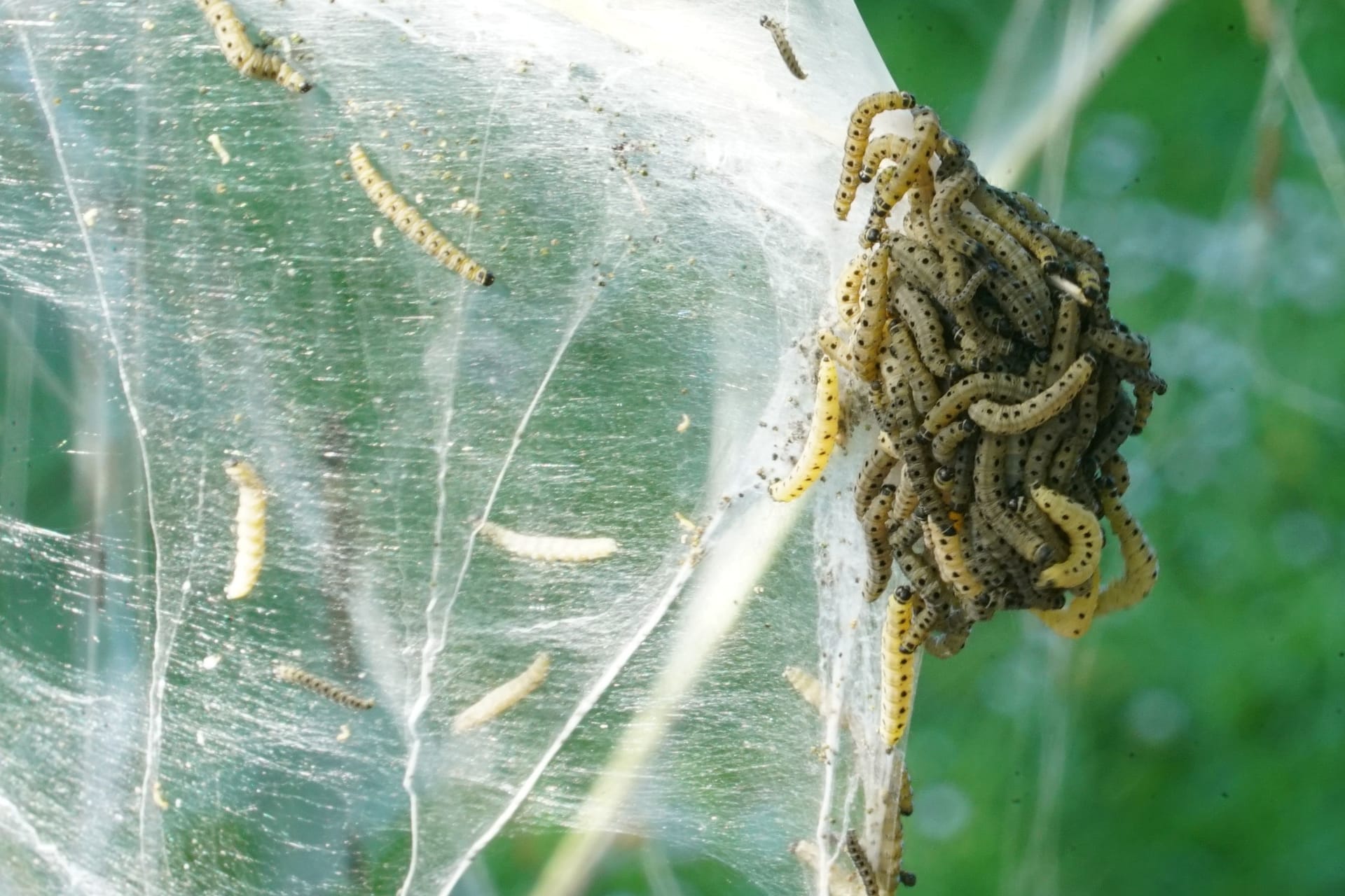 Gespinstmotten in Groß-Borstel: Vor ihren Fressfeinden verstecken sich die Motten mit ihren Netzen.