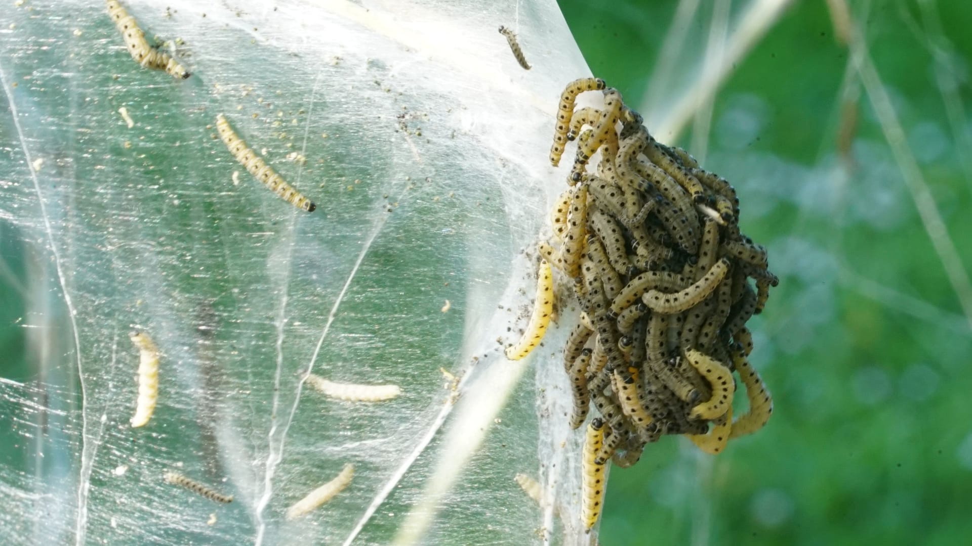 Gespinstmotten in Groß-Borstel: Vor ihren Fressfeinden verstecken sich die Motten mit ihren Netzen.