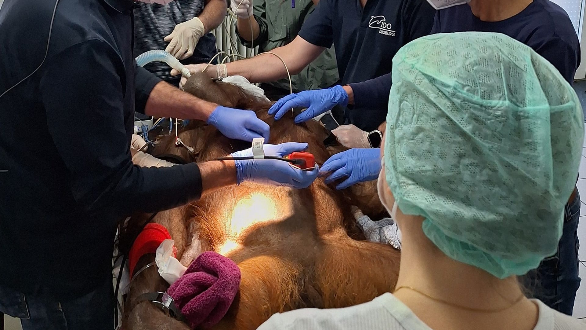 Orang-Utan Manggali bei der Operation.
