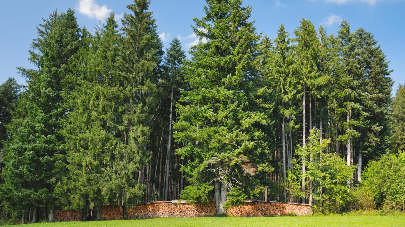 Fichten stehen am Rande eines Waldes (Symbolbild): Im Altonaer Volkspark müssen 22 Bäume wegen eines Käfers gefällt werden.