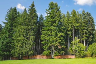 Fichten stehen am Rande eines Waldes (Symbolbild): Im Altonaer Volkspark müssen 22 Bäume wegen eines Käfers gefällt werden.