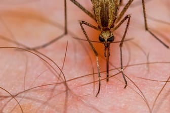 Eine Mücke hat ihren Rüssel in der Haut eines Menschen versenkt: Invasive Arten können schlimmere Krankheitserreger übertragen, als einheimische.