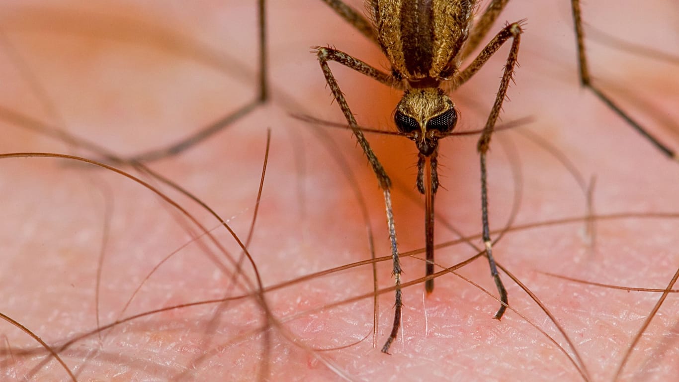 Eine Mücke hat ihren Rüssel in der Haut eines Menschen versenkt: Invasive Arten können schlimmere Krankheitserreger übertragen, als einheimische.