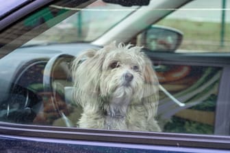 Hund im Auto (Archivbild): Die Überhitzung passiert innerhalb weniger Minuten.