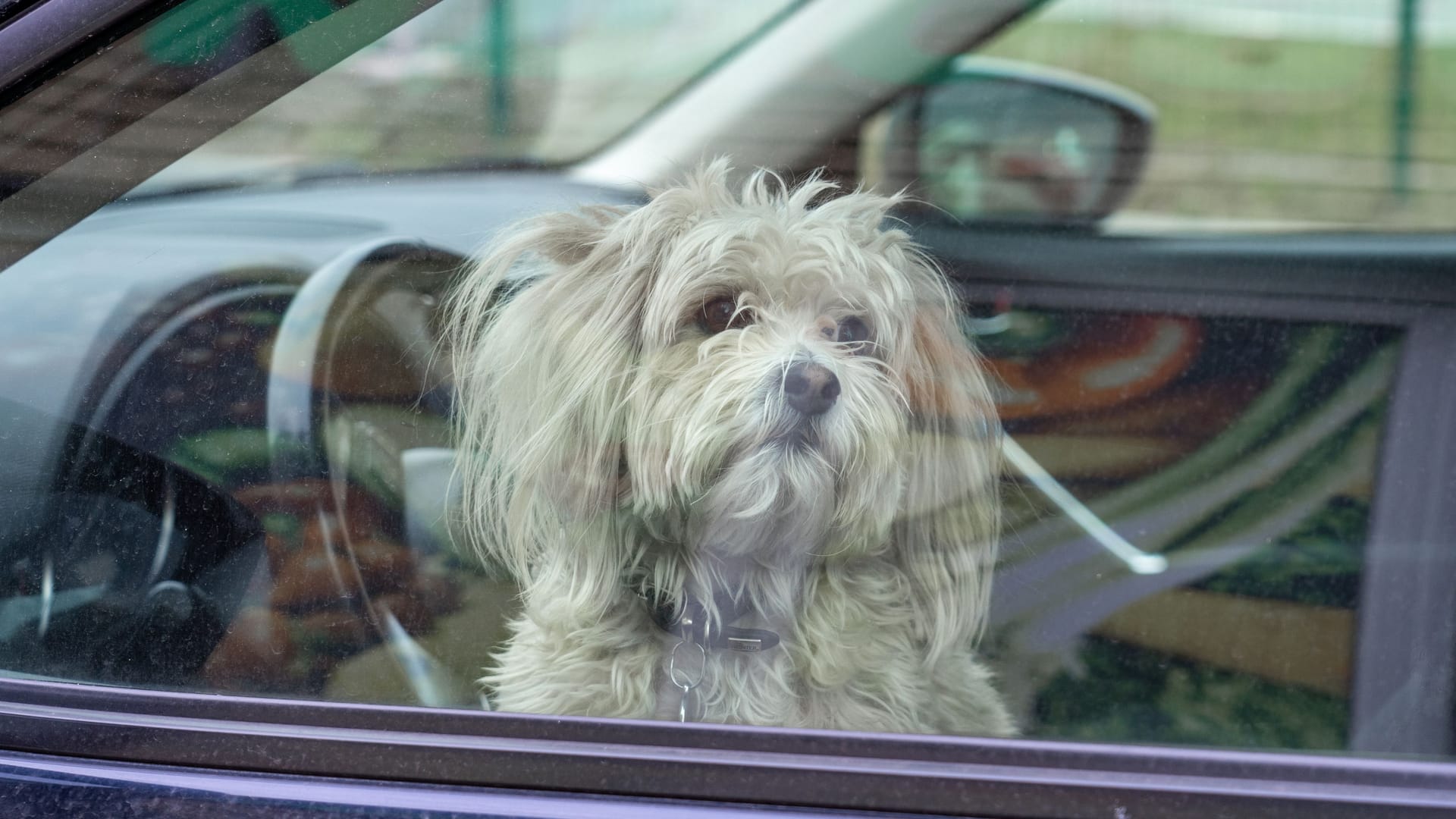 Hund im Auto (Archivbild): Die Überhitzung passiert innerhalb weniger Minuten.