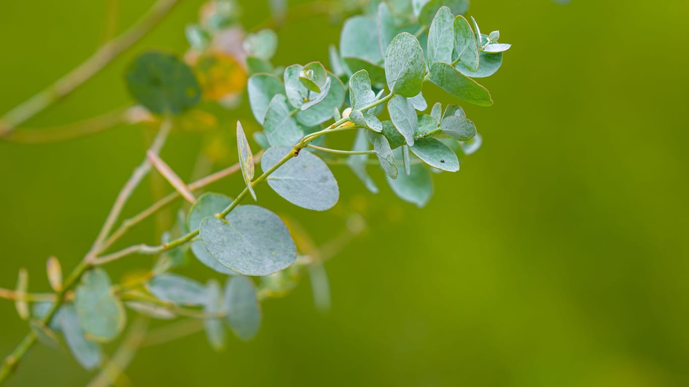 Winterharter Eukalyptus im zooeigenen Hein: Die verschiedenen Sorten der Pflanze unterschieden sich in Form und Farbe zum Teil stark.