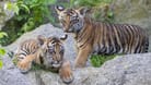 Die Tigerbabys im Berliner Zoo: Am Dienstag wurden die Namen der Jungtiere verkündet.