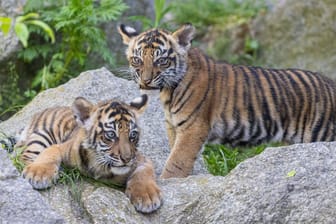 Die Tigerbabys im Berliner Zoo: Am Dienstag wurden die Namen der Jungtiere verkündet.