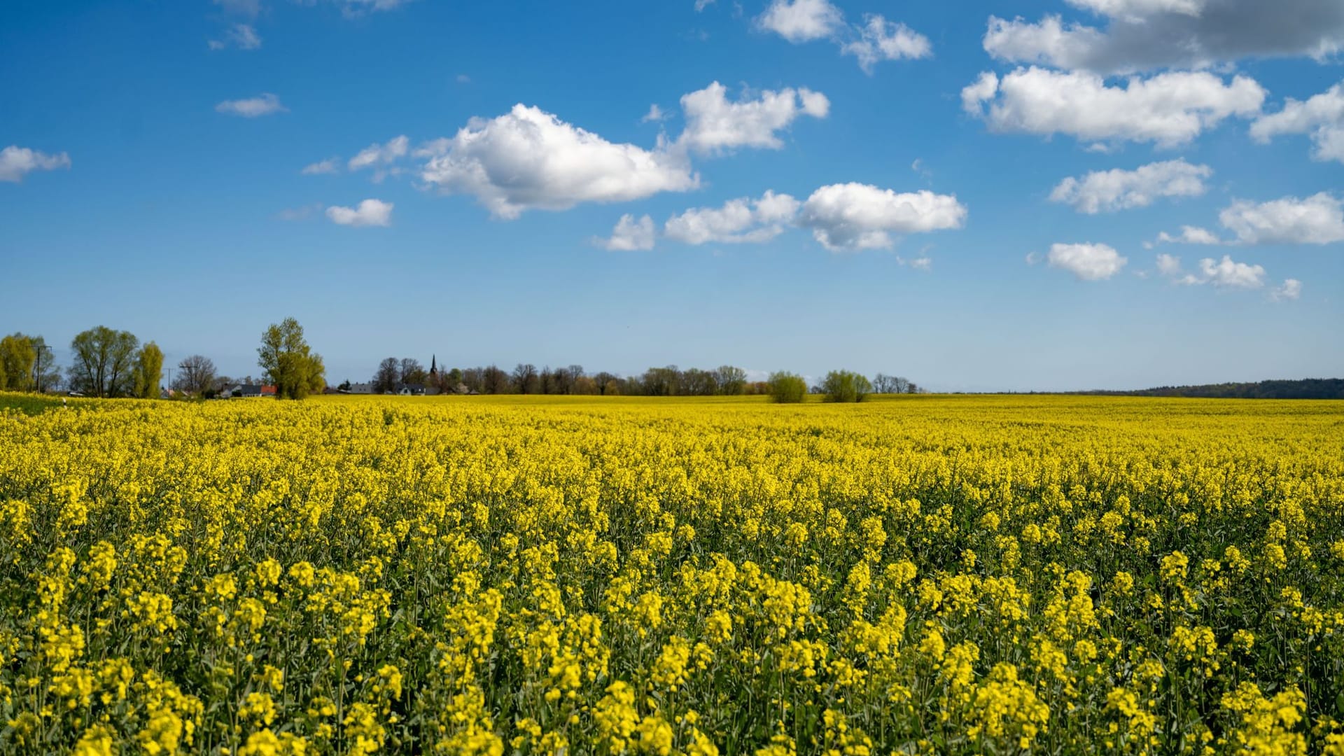 Mecklenburg-Vorpommern, Neeberg: Leuchtend gelb blüht ein Rapsfeld auf der Insel Usedom im Landkreis Vorpommern-Greifswald.