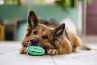 Dieses Hundespielzeug sorgt für Spiel, Spaß und Beschäftigung im Alltag.