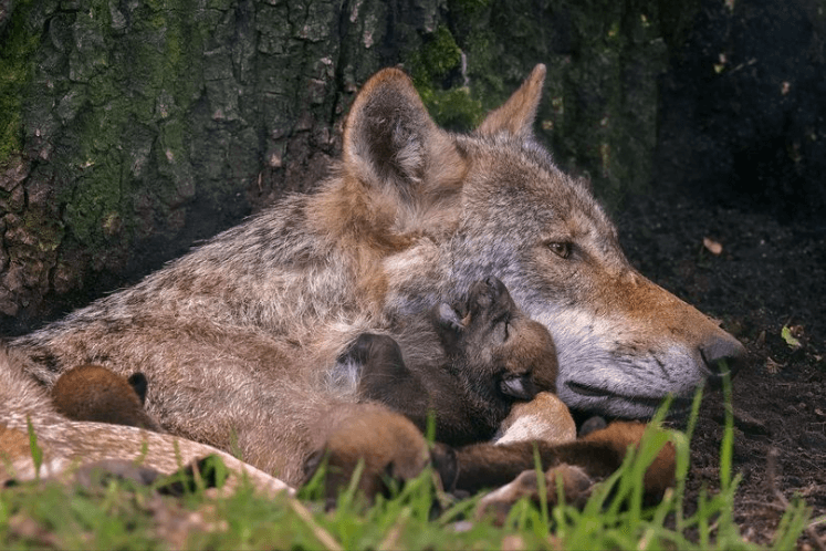 Nachwuchs bei den Wölfen in der Alten Fasanerie