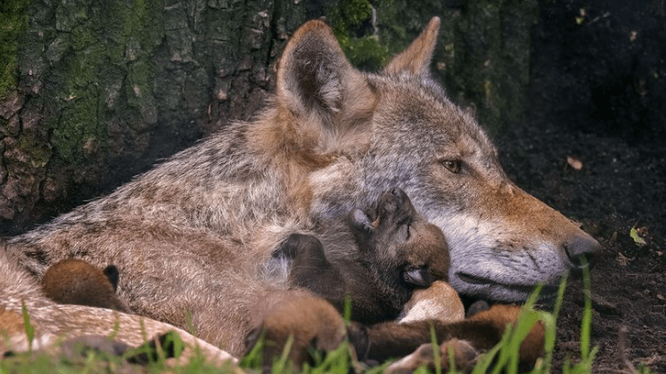 Nachwuchs bei den Wölfen in der Alten Fasanerie