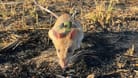 Riesenhamsterratten erschnüffeln Landminen in Angola
