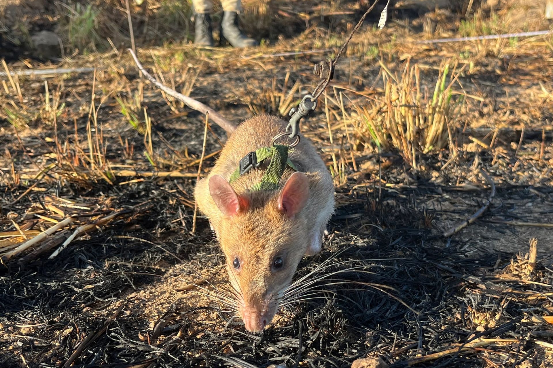 Riesenhamsterratten erschnüffeln Landminen in Angola