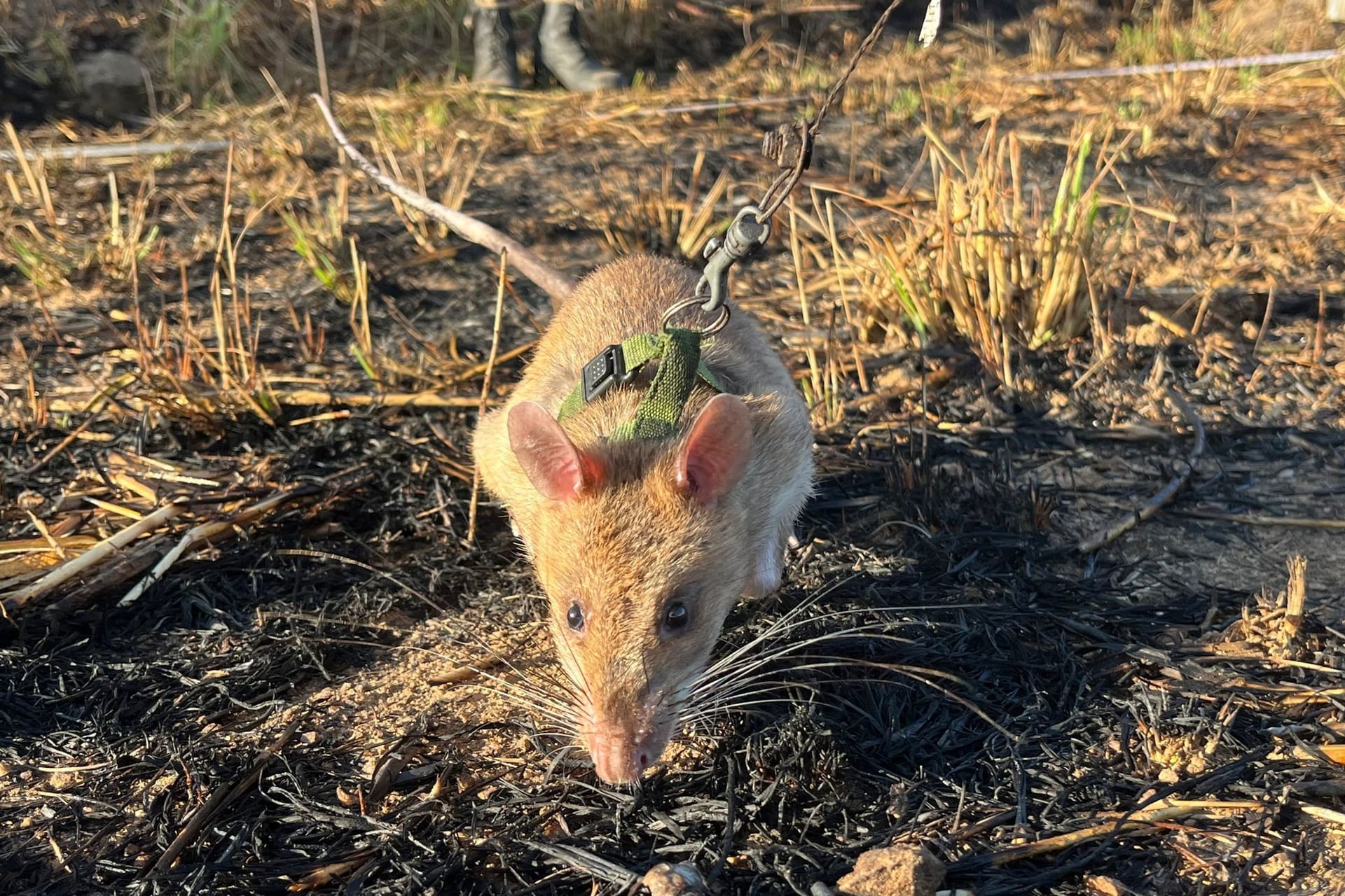 Riesenhamsterratten erschnüffeln Landminen in Angola