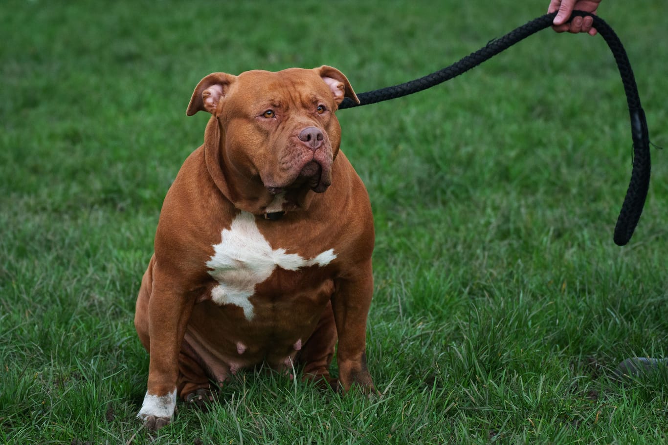 Ein XL American Bully an einer Leine (Symbolbild): Der Besitz der Hunderasse unterliegt seit Februar 2024 in Großbritannien strengen Reglementierungen.