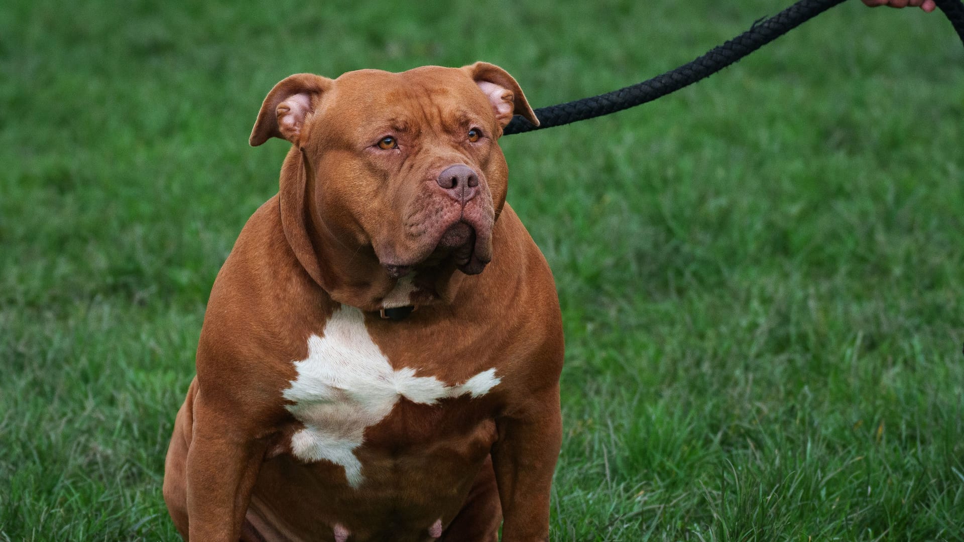 Ein XL American Bully an einer Leine (Symbolbild): Der Besitz der Hunderasse unterliegt seit Februar 2024 in Großbritannien strengen Reglementierungen.