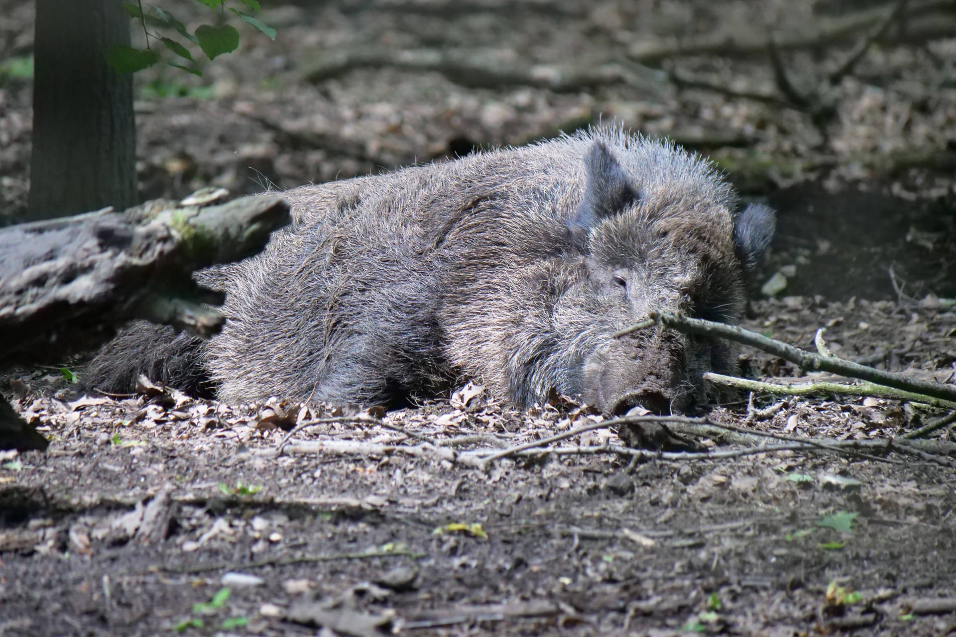 Ein Wildschwein liegt auf dem Waldboden (Archivbild): Die Hauptgebiete der Ausbreitung in Deutschland waren bislang vor allem Brandenburg und Sachsen.