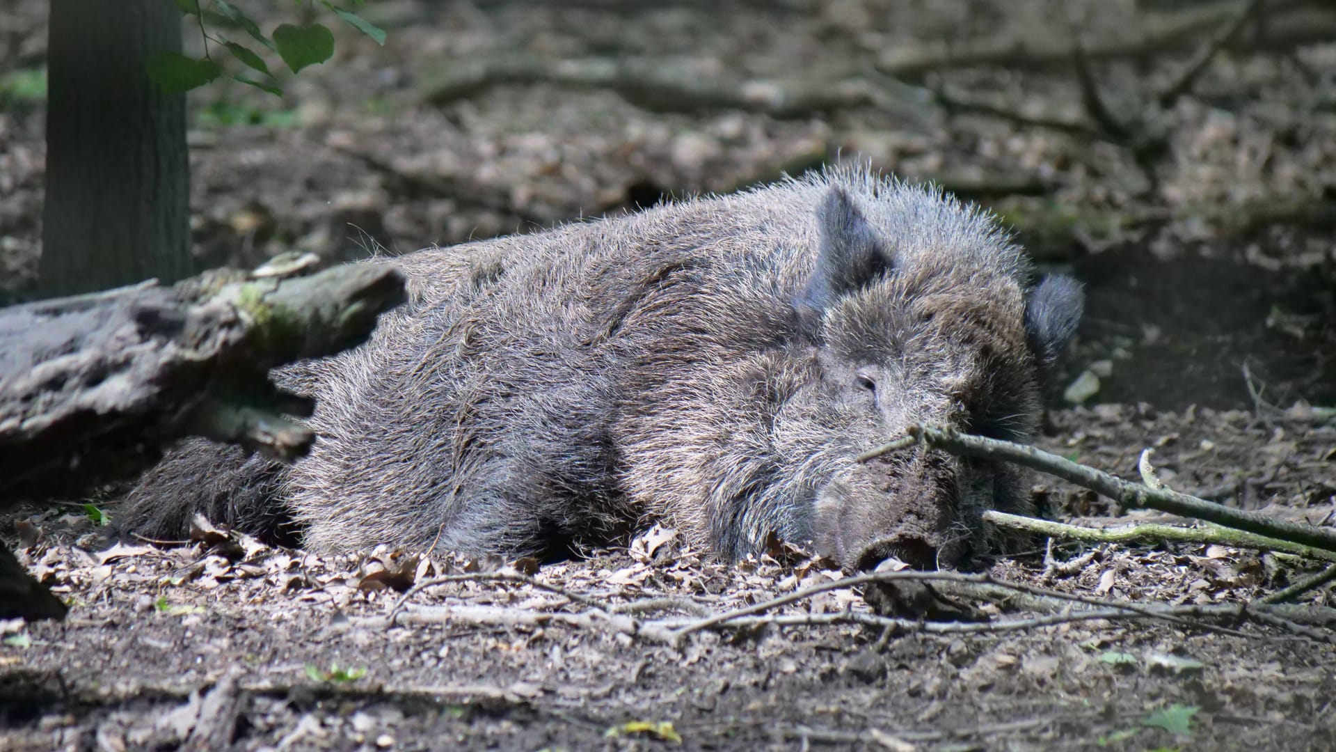 Ein Wildschwein liegt auf dem Waldboden (Archivbild): Die Hauptgebiete der Ausbreitung in Deutschland waren bislang vor allem Brandenburg und Sachsen.