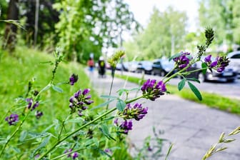 Die Hybrid-Luzerne in Berlin: Der Botanische Garten sieht in der invasiven Art ein Problem.