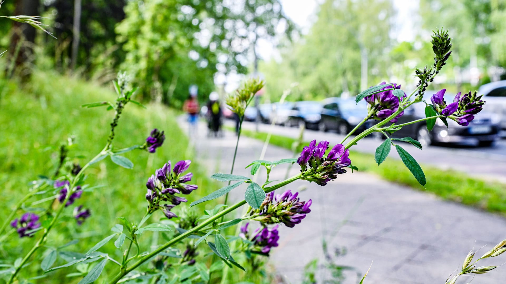 Die Hybrid-Luzerne in Berlin: Der Botanische Garten sieht in der invasiven Art ein Problem.