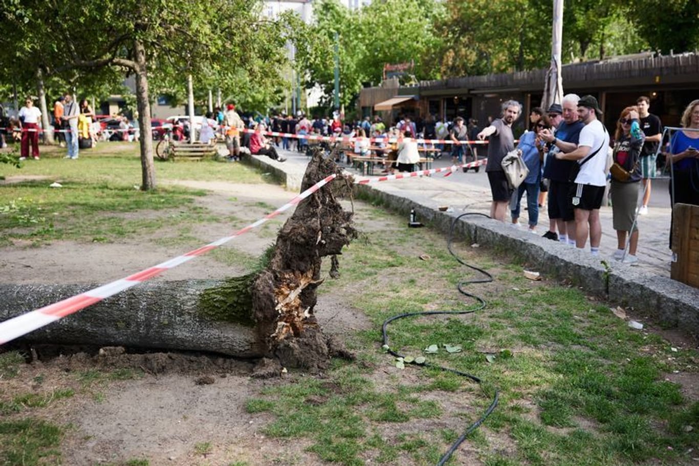 Ein umgestürzter Baum liegt im Mauerpark. Am späten Nachmittag fiel der Baum auf darunter sitzende Menschen – die Ursache ist noch nicht bekannt.