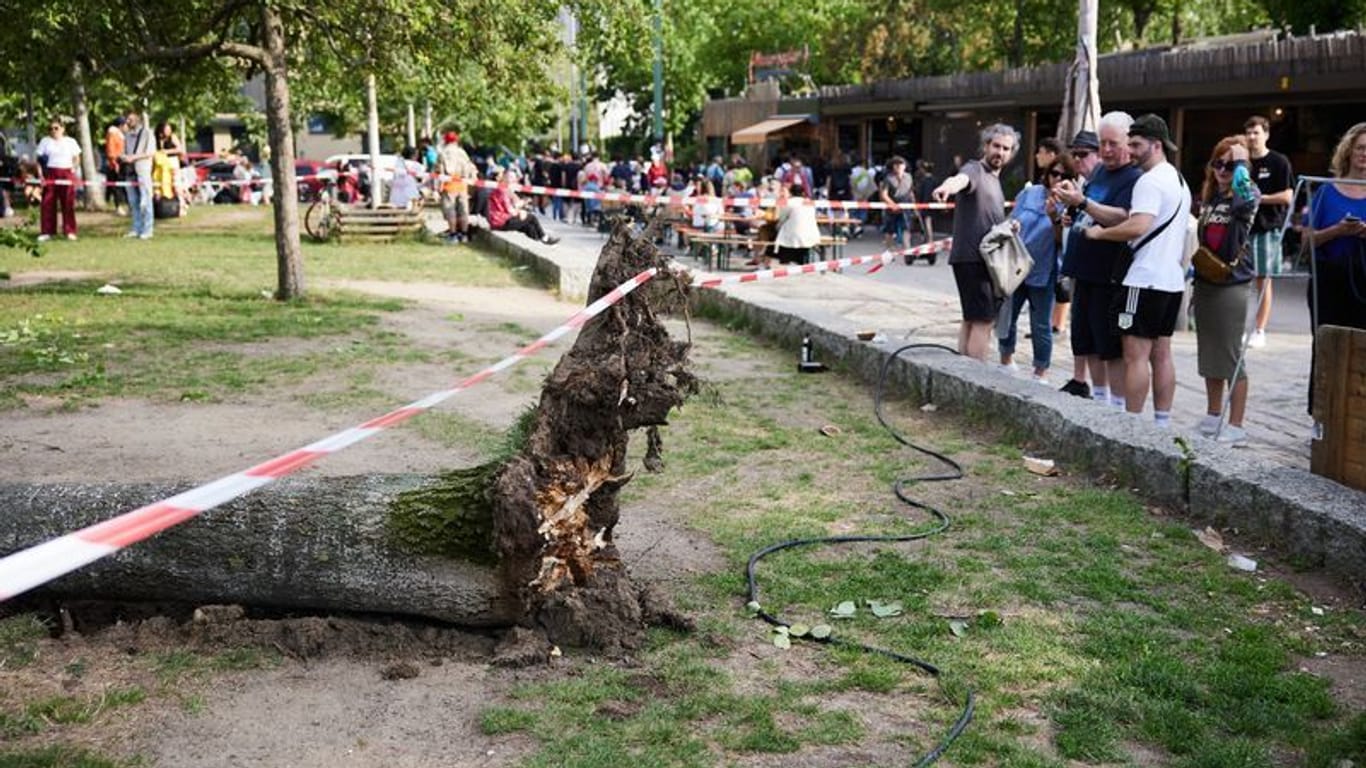Ein umgestürzter Baum liegt im Mauerpark. Am späten Nachmittag fiel der Baum auf darunter sitzende Menschen – die Ursache ist noch nicht bekannt.