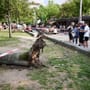 Berliner Mauerpark: Baum stürzt auf Menschengruppe – mehrere Verletzte