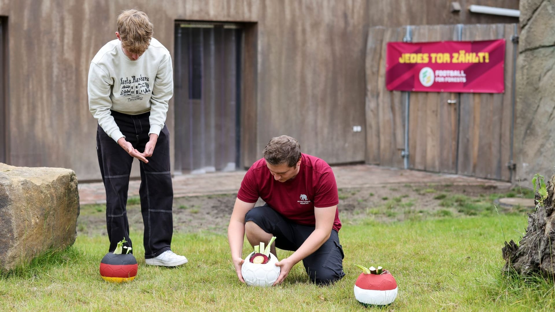 Euro 2024: Tapir Theo als Fußball-Orakel