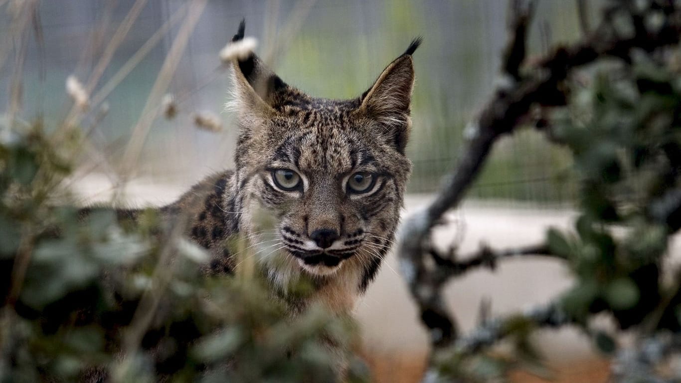 Pardelluchs