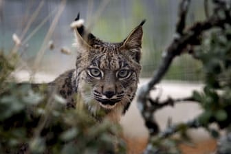 Pardelluchs