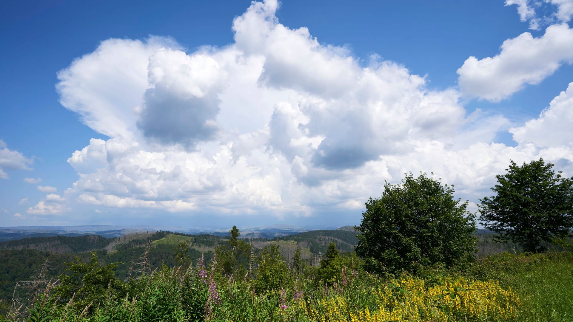 Wolken über dem Harz: Die Temperaturen fallen in Deutschland voraussichtlich deutlich.