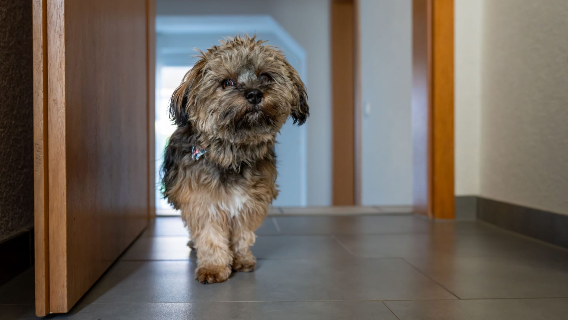 Ein Shih Tzu in einer Wohnung (Symbolbild): Sein Frauchen kann sich leider nicht um Mailo kümmern.