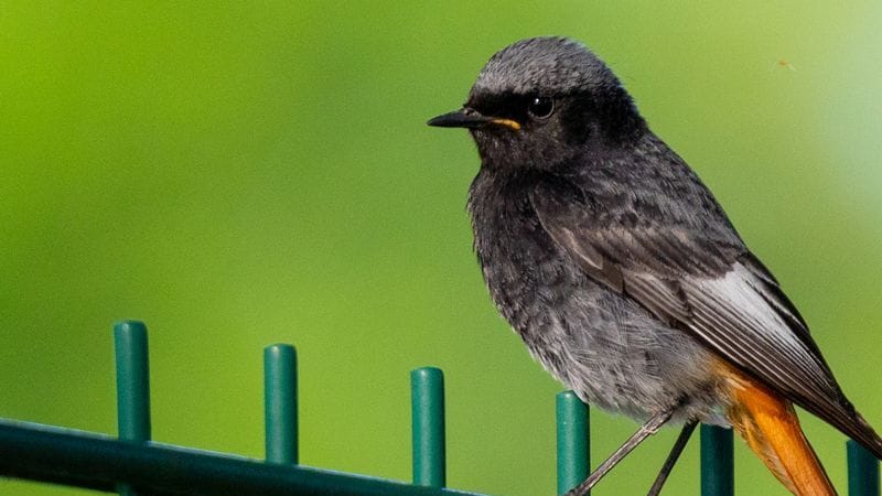 Ein Hausrotschwanz (Phoenicurus ochruros) sitzt auf einem Zaun.