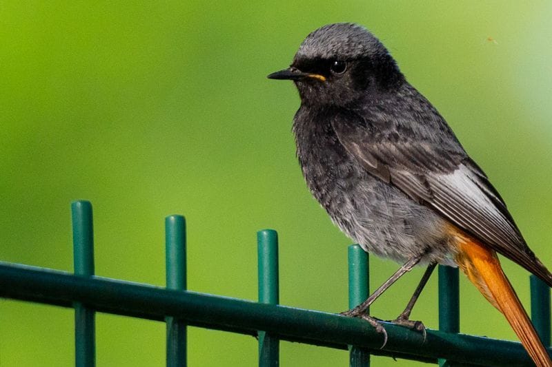 Ein Hausrotschwanz (Phoenicurus ochruros) sitzt auf einem Zaun.