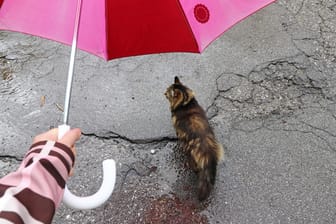 Katze bei Regen unter Regenschirm (Symbolbild): Die Woche startet in Niedersachsen und Bremen stürmisch.