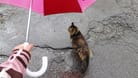Katze bei Regen unter Regenschirm (Symbolbild): Die Woche startet in Niedersachsen und Bremen stürmisch.