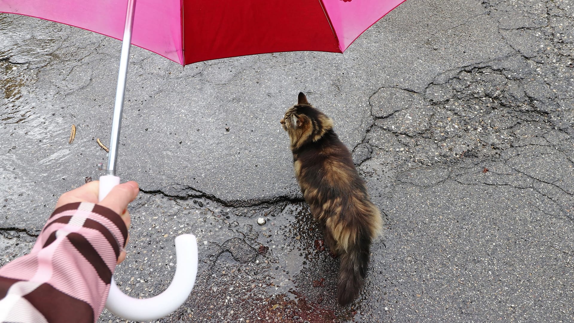 Katze bei Regen unter Regenschirm (Symbolbild): Die Woche startet in Niedersachsen und Bremen stürmisch.