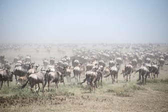 Naturschutzgebiet Afrika - Serengeti
