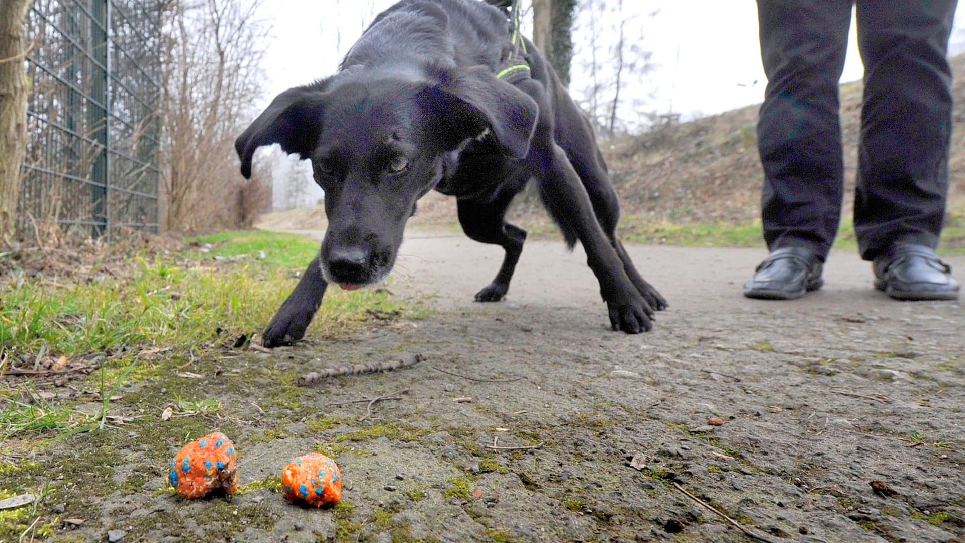 Ein Hund schnüffelt an einem Köder (Symbolbild): Hundehalter sollen besonders aufpassen.