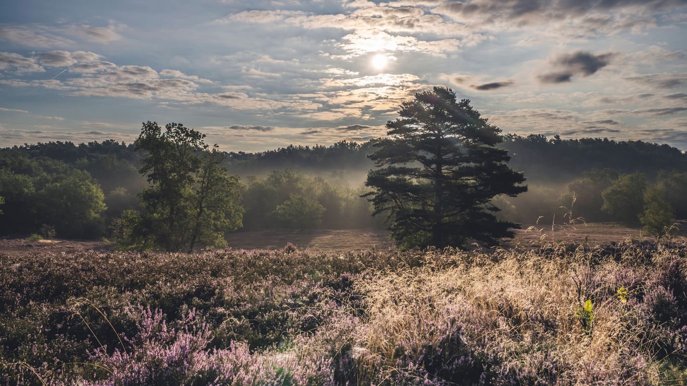 Die Heide blüht im Sonnenuntergang (Archivbild): Auch das ist ein Teil von Hamburg.