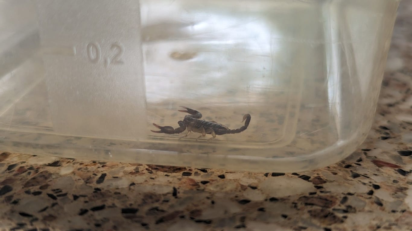 Der Skorpion in einer Plastikbox: Das Tier ist nur wenige Millimeter groß.
