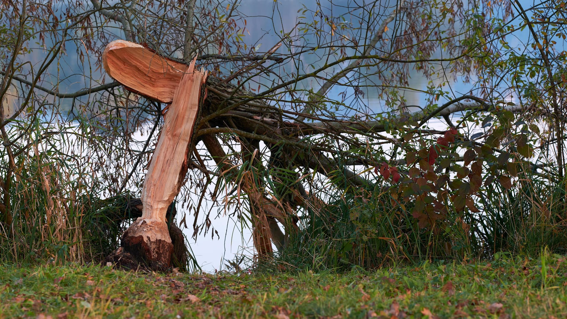 Ein abgebrochener Baum am Ufer des Sees (Archivbild): In Berlin hat sich ein tragischer Unfall ereignet.